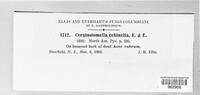 Jattaea echinella image